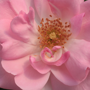 Web trgovina ruža - floribunda ruže - ružičasta - Rosa  Centenaire de Lourdes - diskretni miris ruže - Georges Delbard - -